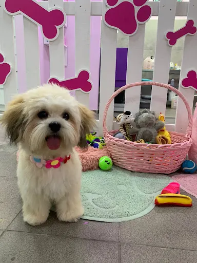 Wyszczekani Spa dla Psa Groomer